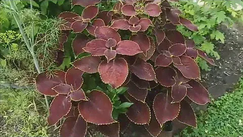 🌼 Копеечные КОЛЕУСЫ придадут яркости в вашем саду 😊🌼